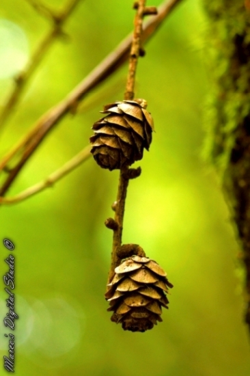 Herfst